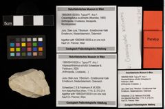Foto (Objekt + Etiketten) von Abyssophthalmus schultzi (Schweitzer & Feldmann, 2009) (NHMW-GEO-1990-0041-0039a)